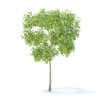 Pear Tree with Fruits 3D Model 2.4m (9512) - Image 3