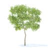 Pear Tree with Fruits 3D Model 2.4m (9512) - Image 5