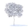 Pear Tree with Fruits 3D Model 2.4m (9512) - Image 6