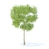 Pear Tree with Fruits 3D Model 2.4m (9512) - Image 7