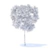 Pear Tree with Fruits 3D Model 2.4m (9512) - Image 8