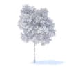 Pear Tree 3D Model 3.7m (9513) - Image 4