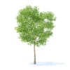Pear Tree 3D Model 3.7m (9513) - Image 5