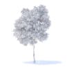 Pear Tree 3D Model 3.7m (9513) - Image 8