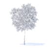 Pear Tree with Flowers 3D Model 3.7m (9514) - Image 2