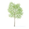 Pear Tree with Flowers 3D Model 3.7m (9514) - Image 3