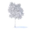 Pear Tree with Flowers 3D Model 3.7m (9514) - Image 4