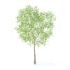 Pear Tree with Flowers 3D Model 3.7m (9514) - Image 5