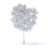 Pear Tree with Flowers 3D Model 3.7m (9514) - Image 6
