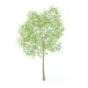 Pear Tree with Flowers 3D Model 3.7m (9514) - Image 7