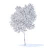 Pear Tree with Flowers 3D Model 3.7m (9514) - Image 8