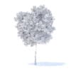 Pear Tree with Fruits 3D Model 3.7m (9515) - Image 2