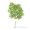 Pear Tree with Fruits 3D Model 3.7m (9515) - Image 3