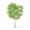 Pear Tree with Fruits 3D Model 3.7m (9515) - Image 5