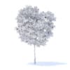 Pear Tree with Fruits 3D Model 3.7m (9515) - Image 6
