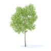 Pear Tree with Fruits 3D Model 3.7m (9515) - Image 7