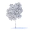 Pear Tree with Fruits 3D Model 3.7m (9515) - Image 8