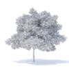 Pear Tree 3D Model 6.3m (9516) - Image 2