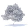 Pear Tree 3D Model 6.3m (9516) - Image 4