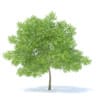 Pear Tree 3D Model 6.3m (9516) - Image 5