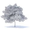 Pear Tree 3D Model 6.3m (9516) - Image 6