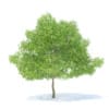 Pear Tree 3D Model 6.3m (9516) - Image 7