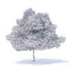 Pear Tree 3D Model 6.3m (9516) - Image 8