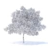 Pear Tree with Flowers 3D Model 6.3m (9517) - Image 2