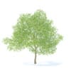 Pear Tree with Flowers 3D Model 6.3m (9517) - Image 3