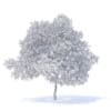 Pear Tree with Flowers 3D Model 6.3m (9517) - Image 4