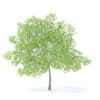 Pear Tree with Flowers 3D Model 6.3m (9517) - Image 5