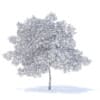 Pear Tree with Flowers 3D Model 6.3m (9517) - Image 6