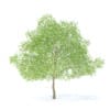 Pear Tree with Flowers 3D Model 6.3m (9517) - Image 7
