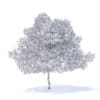 Pear Tree with Flowers 3D Model 6.3m (9517) - Image 8