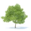 Pear Tree with Fruits 3D Model 6.3m (9518) - Image 3