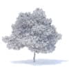 Pear Tree with Fruits 3D Model 6.3m (9518) - Image 4