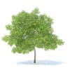 Pear Tree with Fruits 3D Model 6.3m (9518) - Image 5