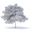 Pear Tree with Fruits 3D Model 6.3m (9518) - Image 6