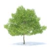 Pear Tree with Fruits 3D Model 6.3m (9518) - Image 7