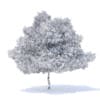 Pear Tree with Fruits 3D Model 6.3m (9518) - Image 8