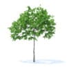 Plum Tree 3D Model 2m (9519) - Image 3