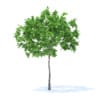 Plum Tree 3D Model 2m (9519) - Image 5
