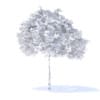 Plum Tree 3D Model 2m (9519) - Image 8