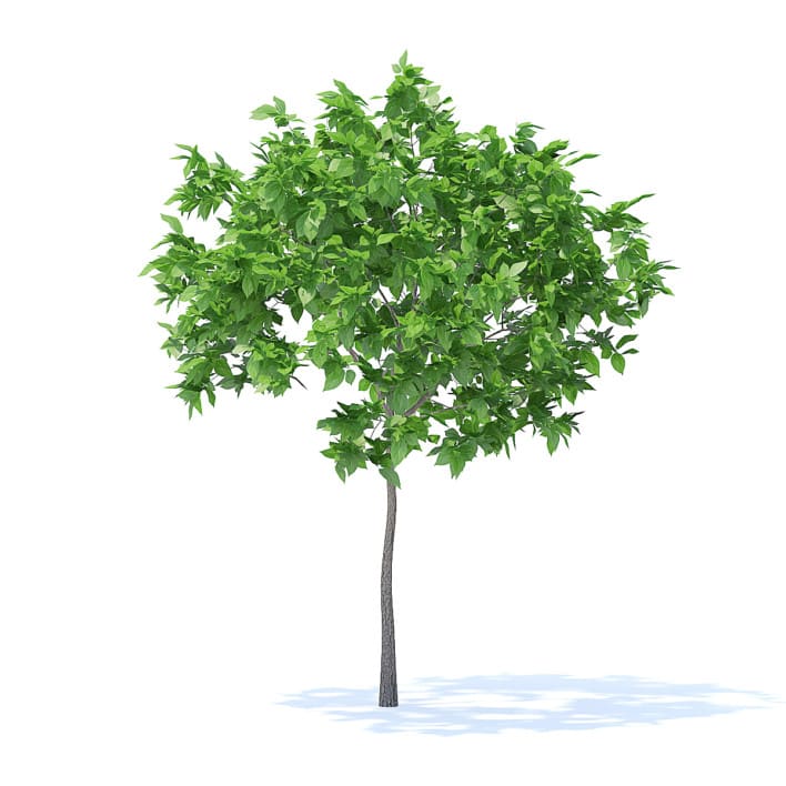 Plum Tree 3D Model 2m (9519)