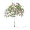 Plum Tree with Flowers 3D Model 2m (9520) - Image 3