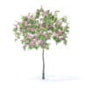 Plum Tree with Flowers 3D Model 2m (9520) - Image 5