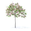 Plum Tree with Flowers 3D Model 2m (9520) - Image 7