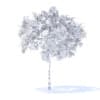 Plum Tree with Fruits 3D Model 2m (9521) - Image 2