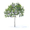 Plum Tree with Fruits 3D Model 2m (9521) - Image 3