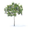 Plum Tree with Fruits 3D Model 2m (9521) - Image 5